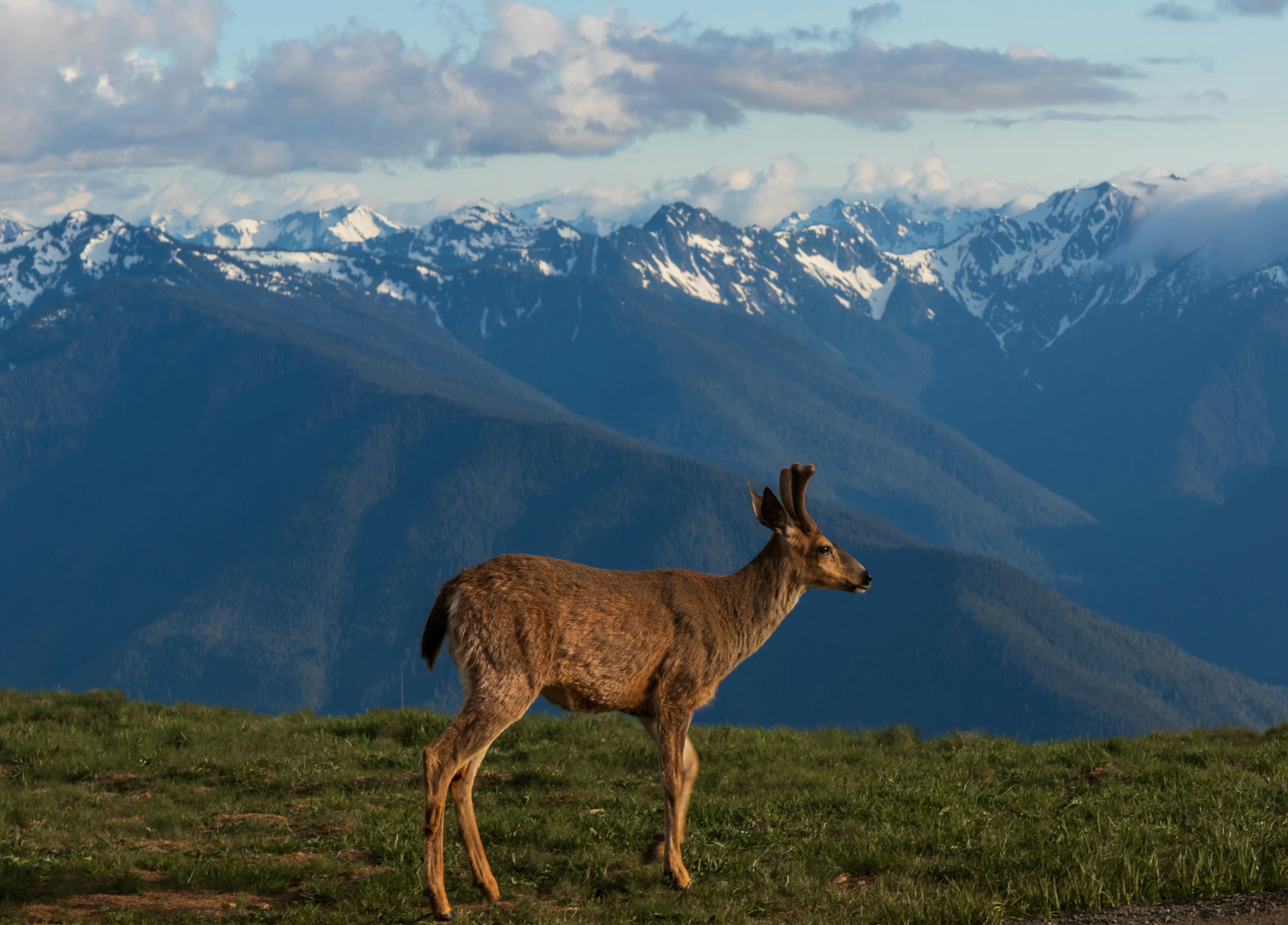 Deer on a hill with a mountain in the background